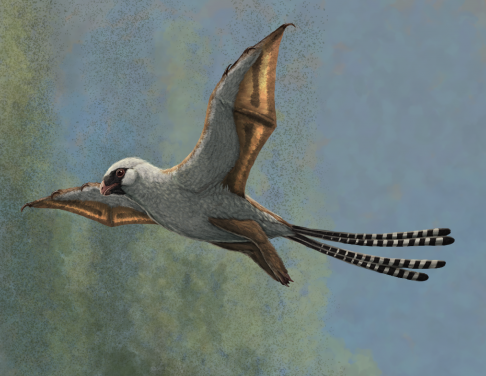 圖二：擁有翼膜的擅攀鳥龍類渾元龍的生態復原圖。圖片提供：Gabriel Ugueto。
 